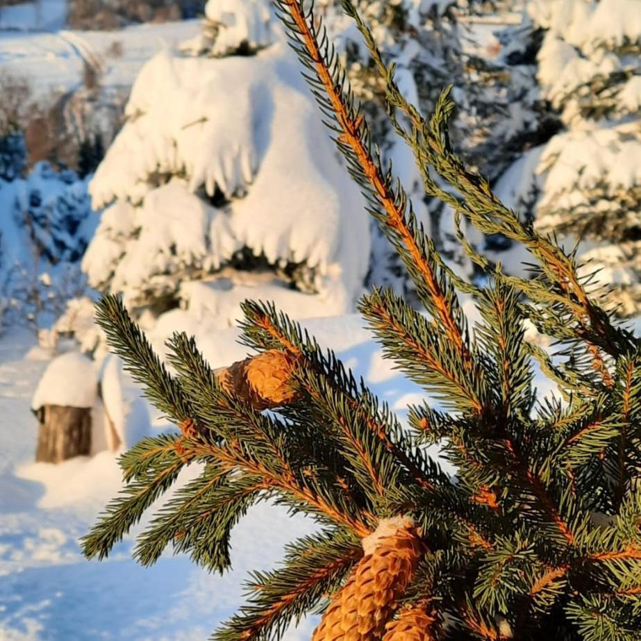 Chata drewniana Stefanówka Slemien Exterior foto